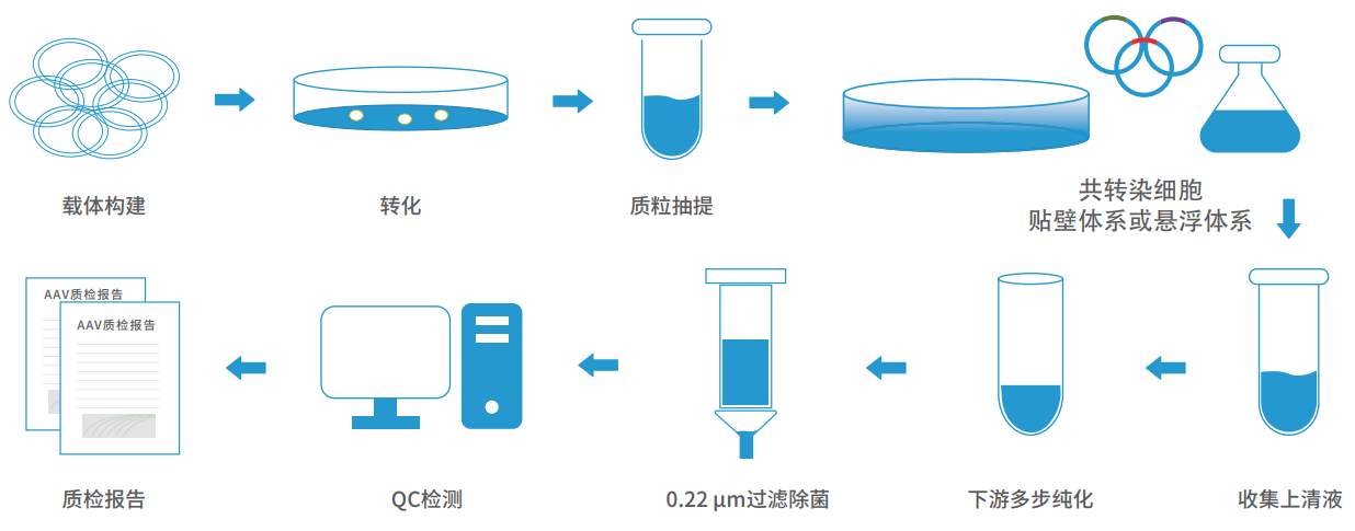 腺相关病毒的包装流程