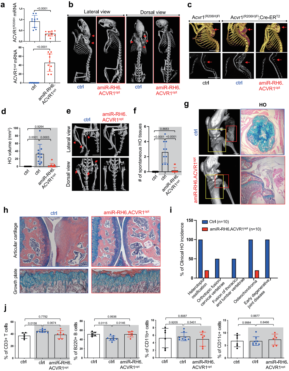 AAV 在骨科研究中的应用策略