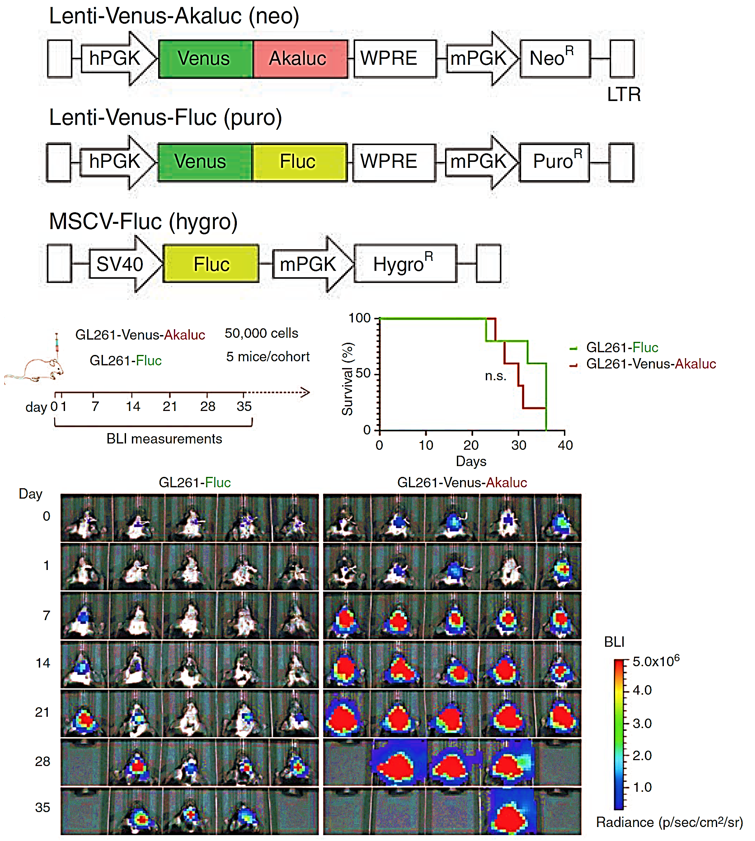 基因递送的多面手:慢病毒载体