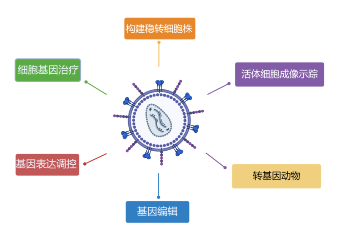 丁香实验推荐阅读