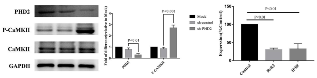 基因递送的多面手:慢病毒载体