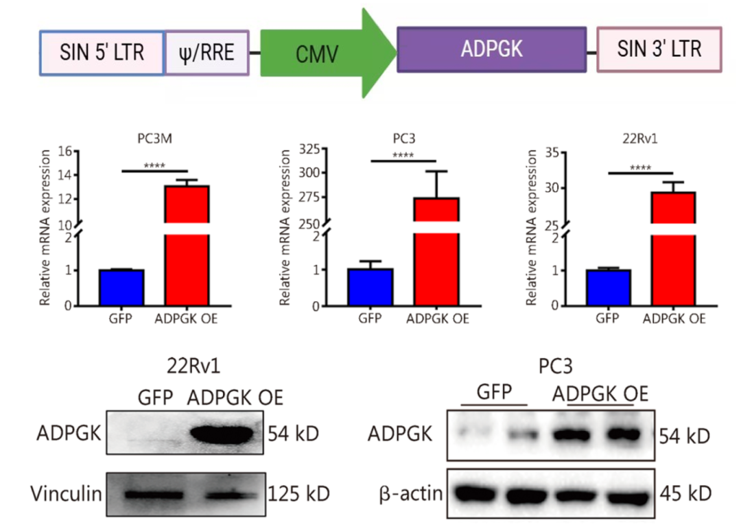 基因递送的多面手:慢病毒载体