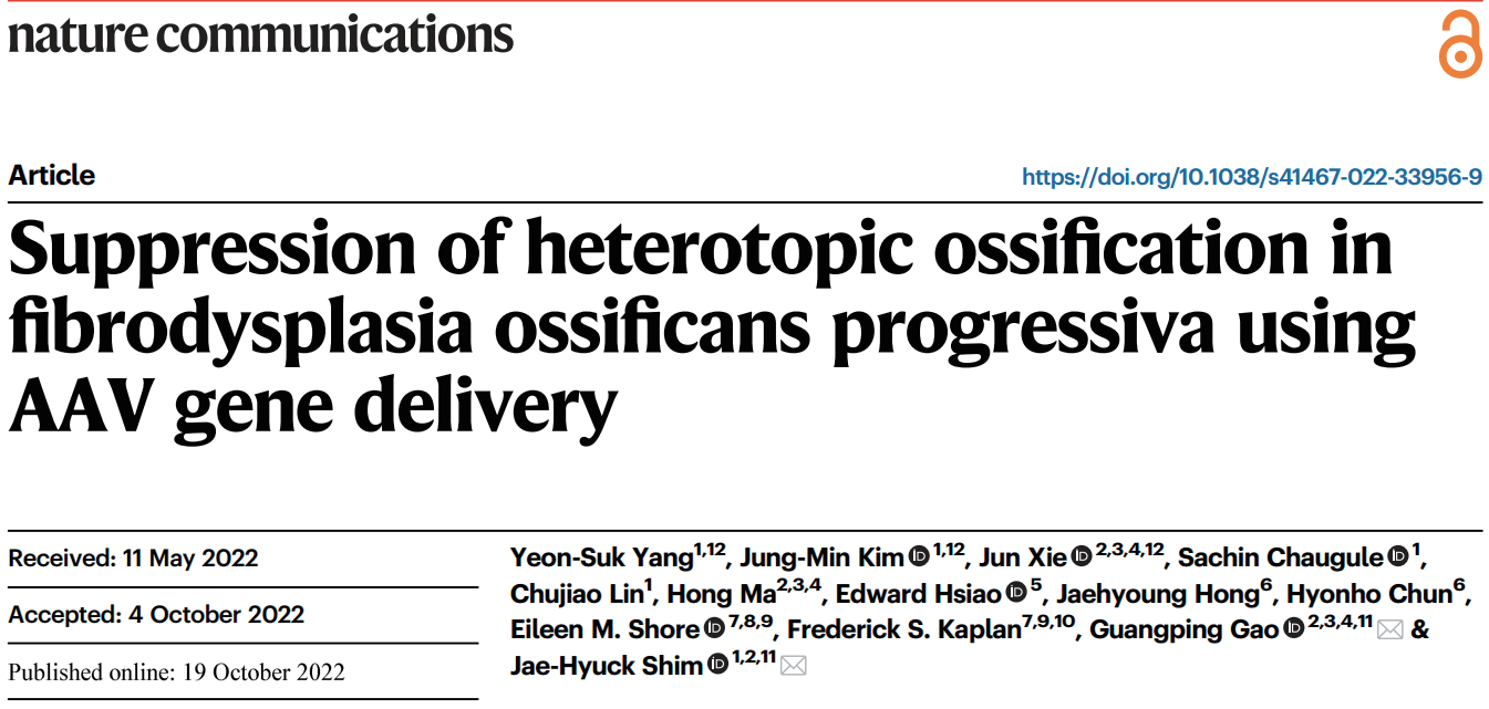AAV 在骨科研究中的应用策略