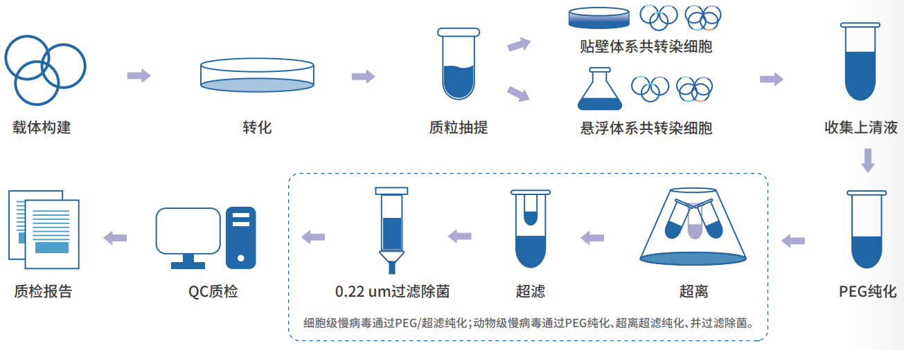 慢病毒包装流程