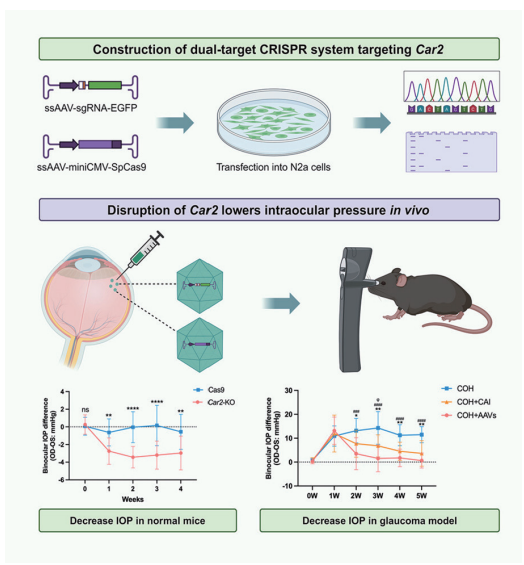 AAV 在眼科中的应用