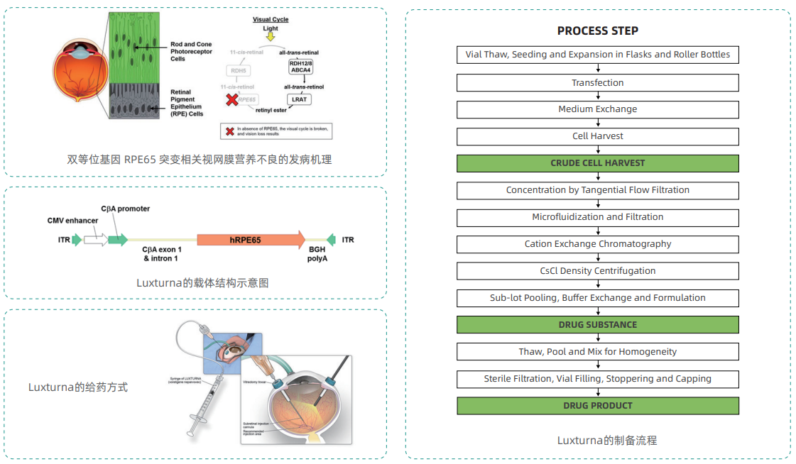 AAV 在眼科中的应用
