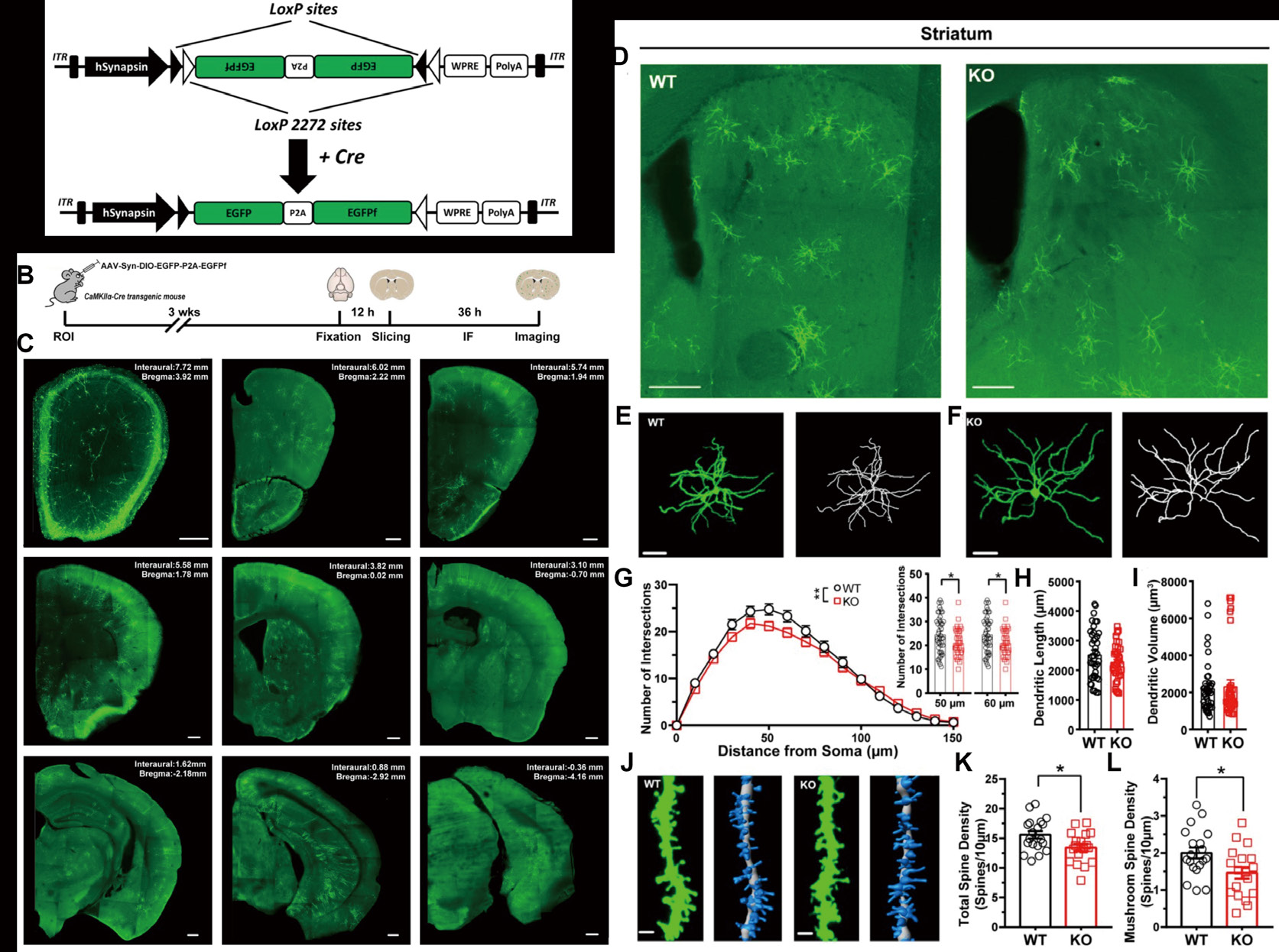 AAV 在神经科学研究中的应用策略