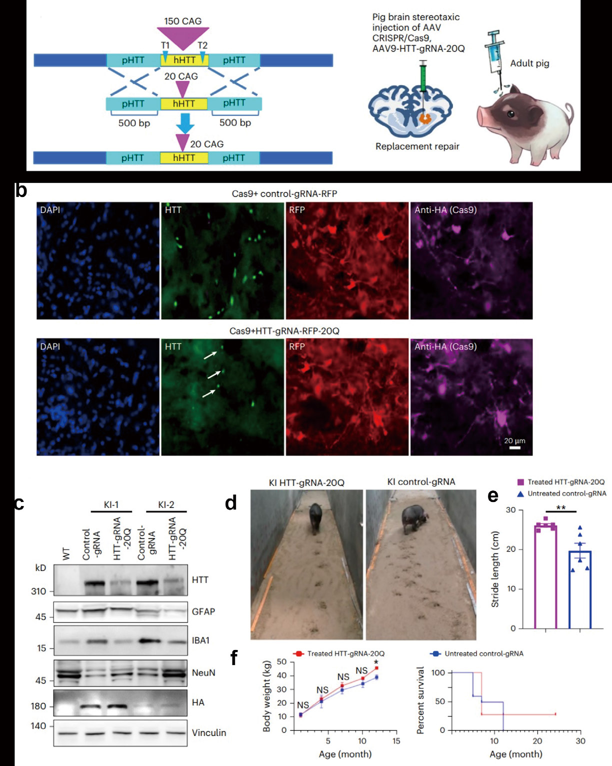 AAV 在神经科学研究中的应用策略