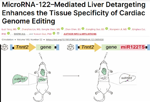 AAV 在心脏研究中的应用策略