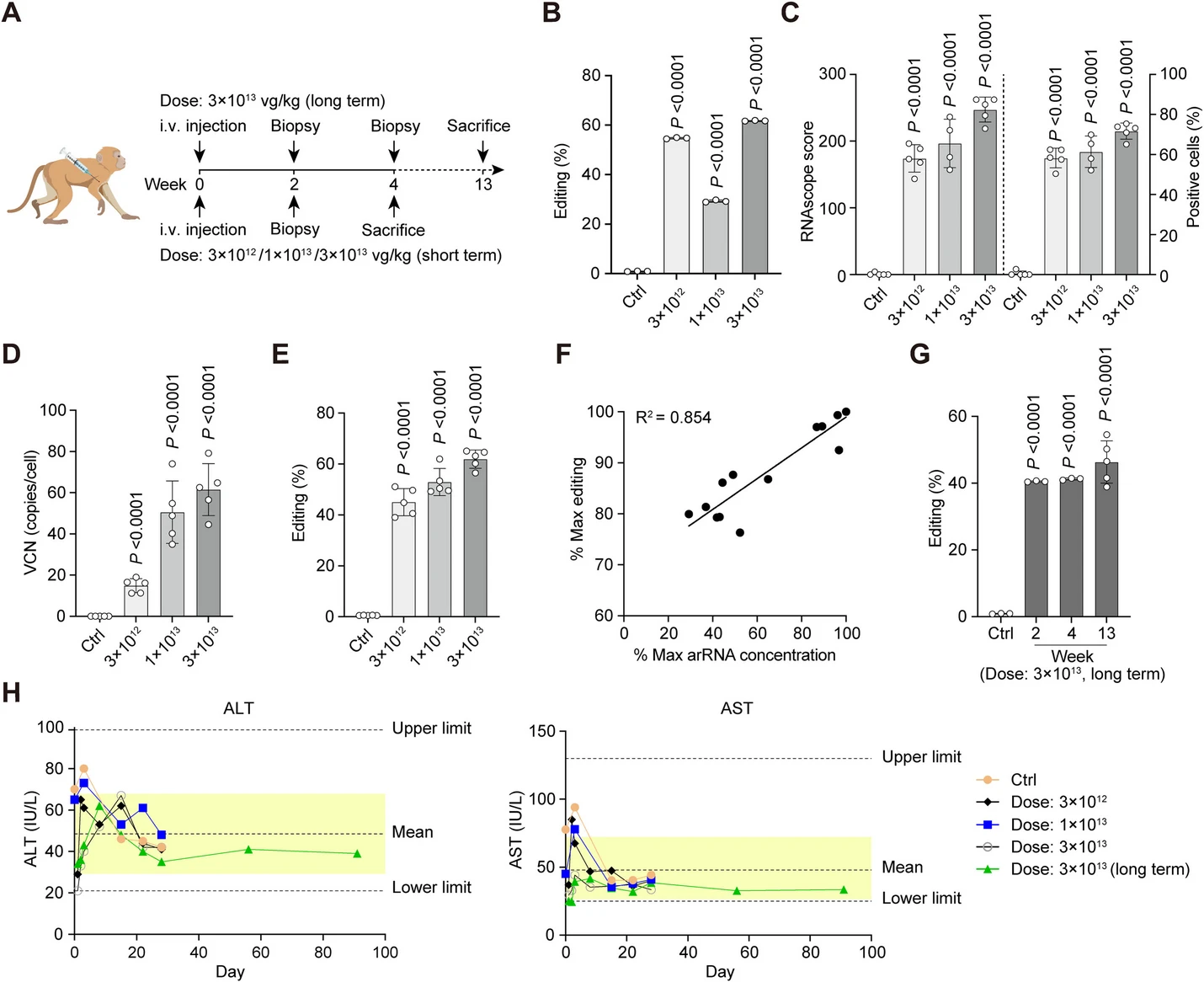 AAV 在心脏研究中的应用策略