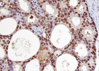 丁香实验推荐阅读