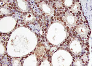 丁香实验推荐阅读