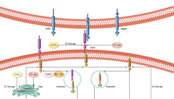 丁香实验_首页前沿资讯图