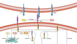 丁香实验推荐阅读