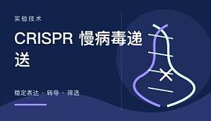 丁香实验推荐阅读