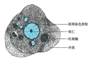 图片预览