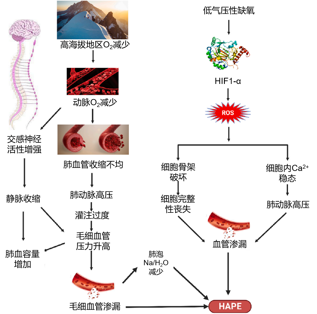 图片预览