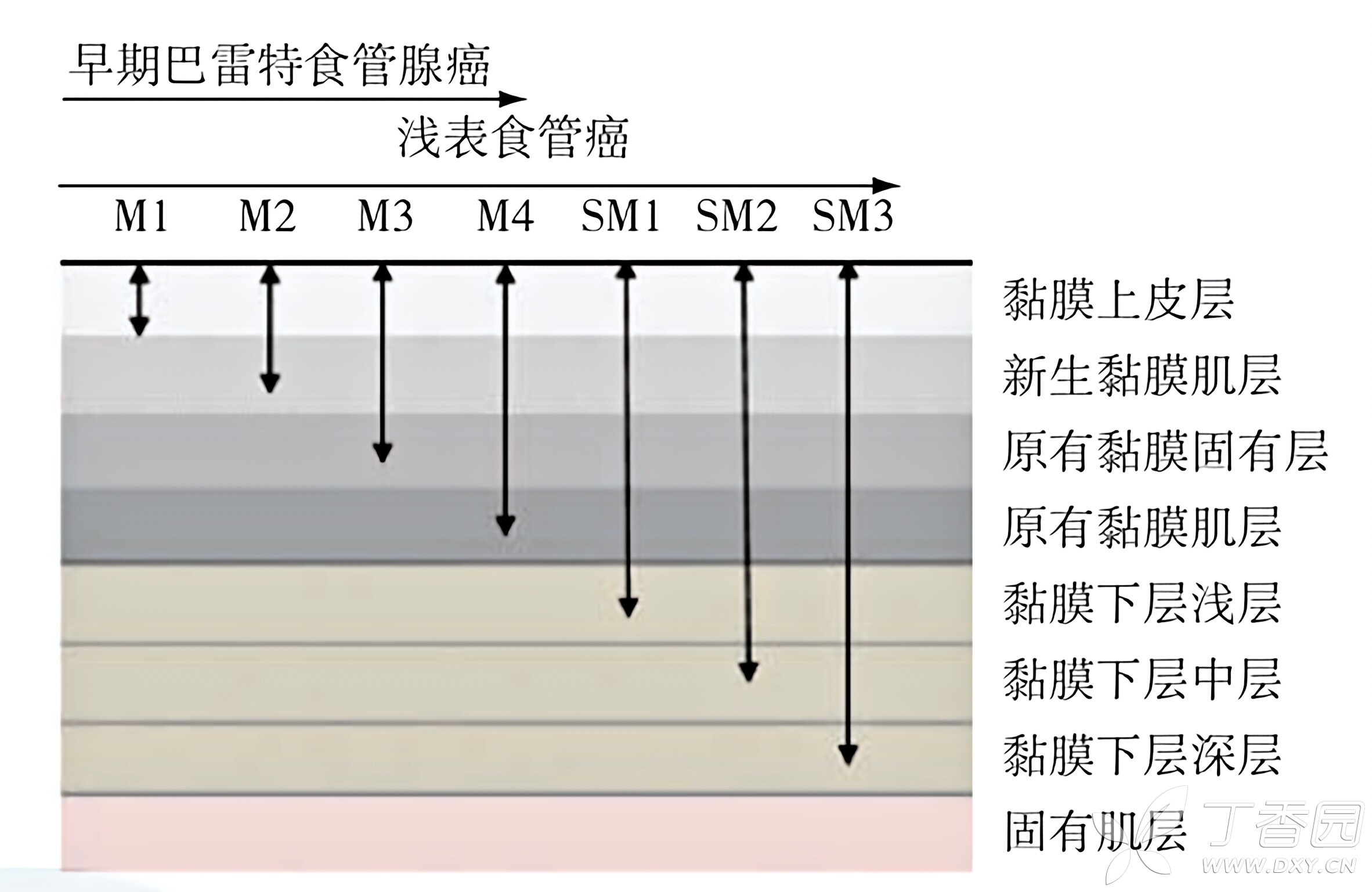 图片预览