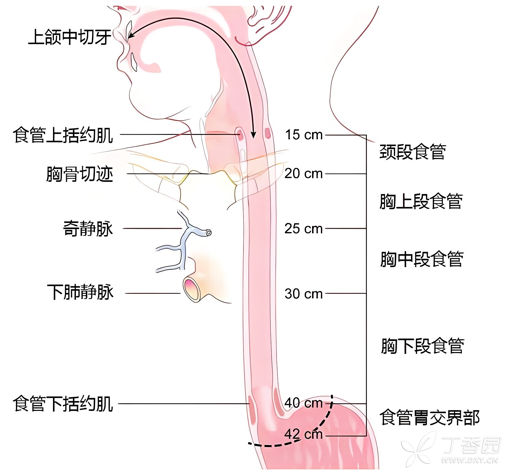 图片预览