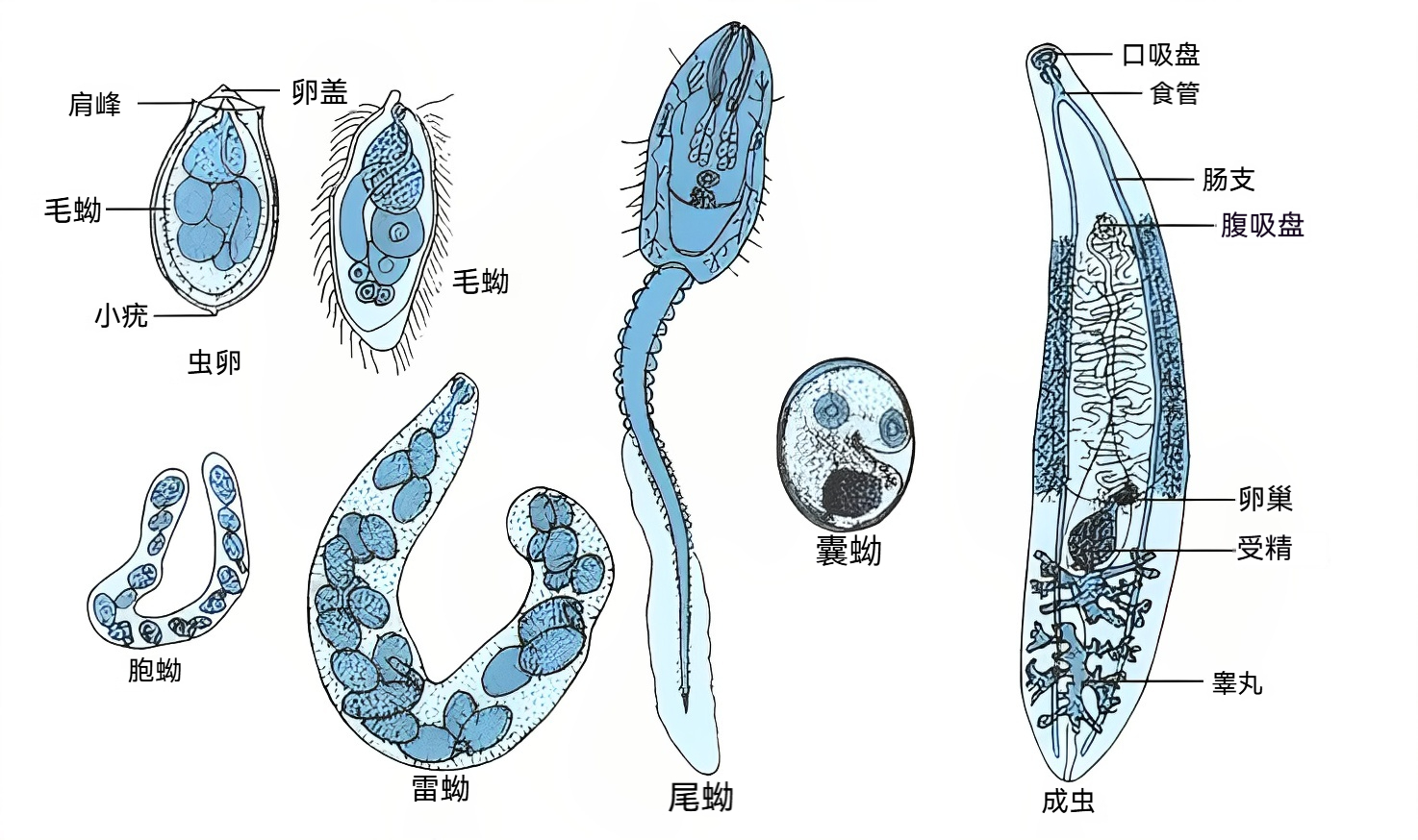 图片预览