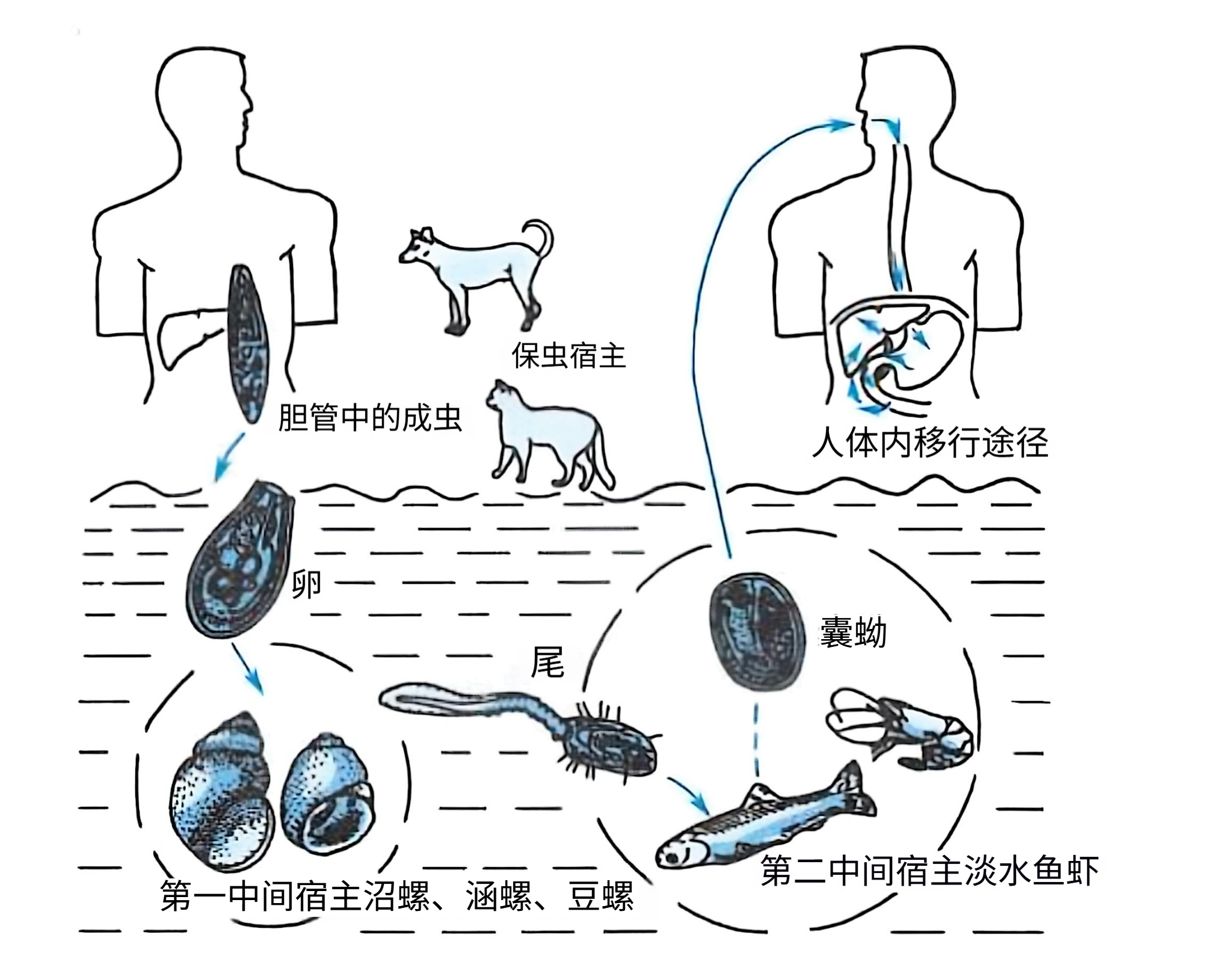 图片预览