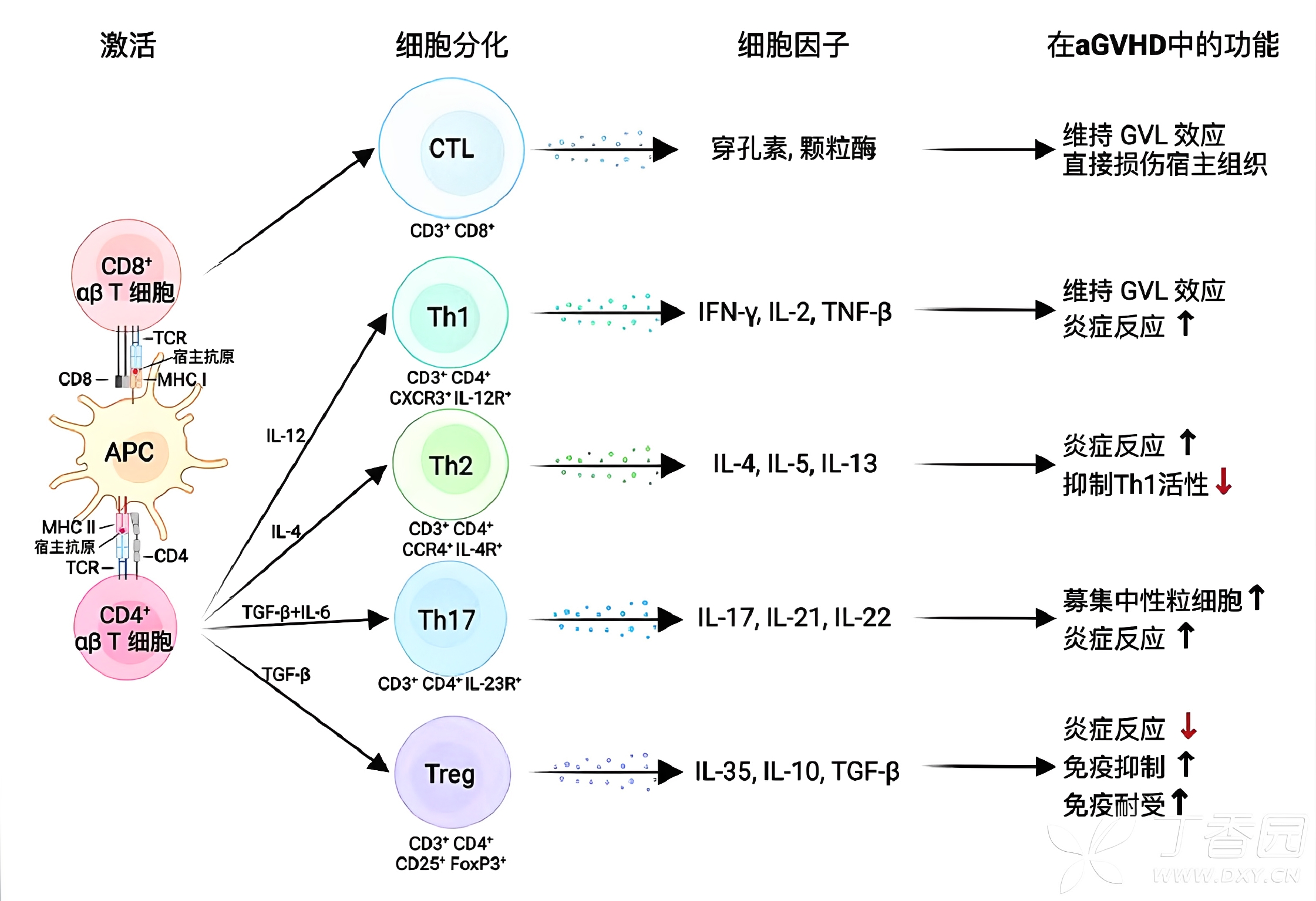 图片预览