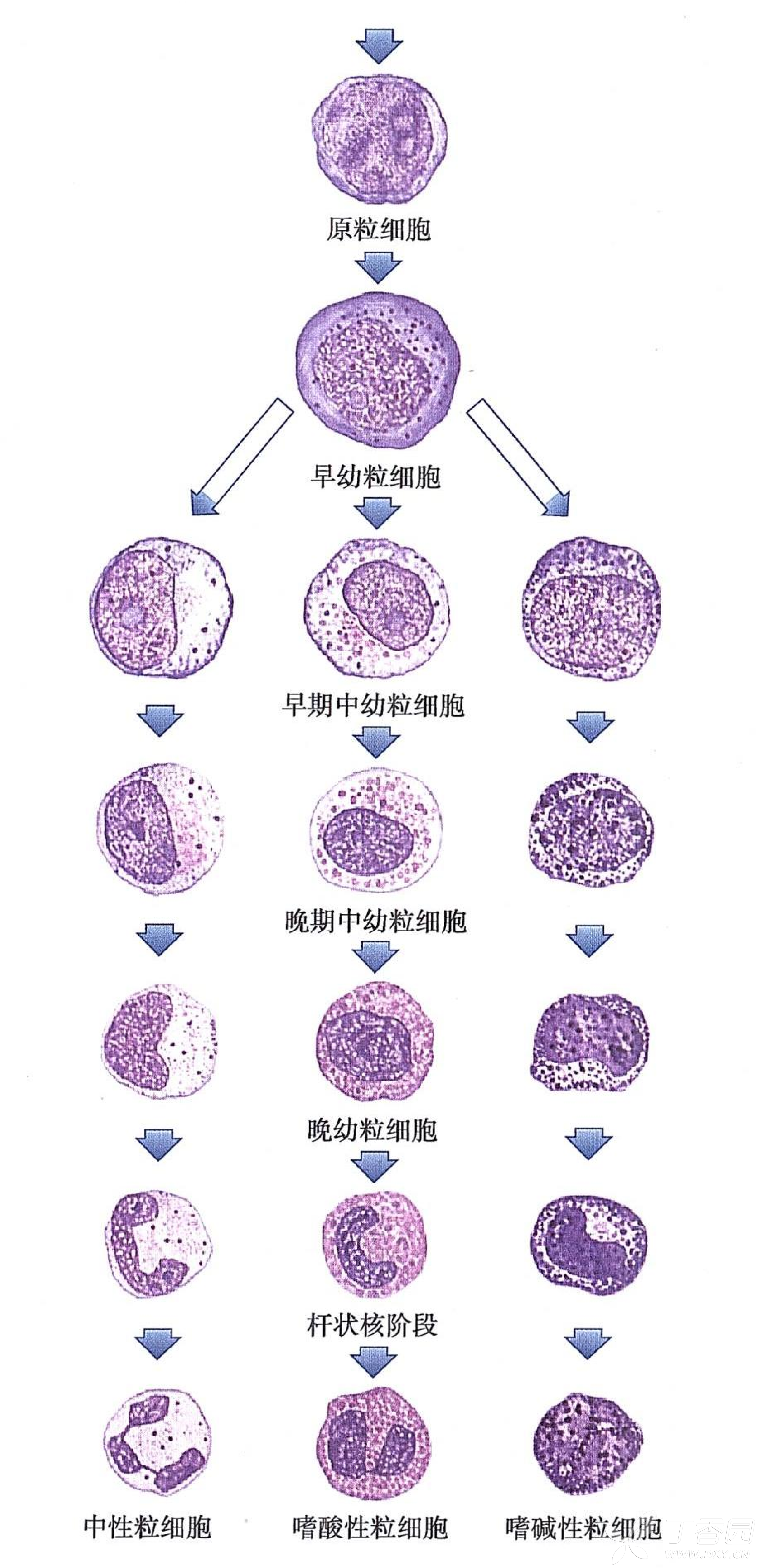 图片预览