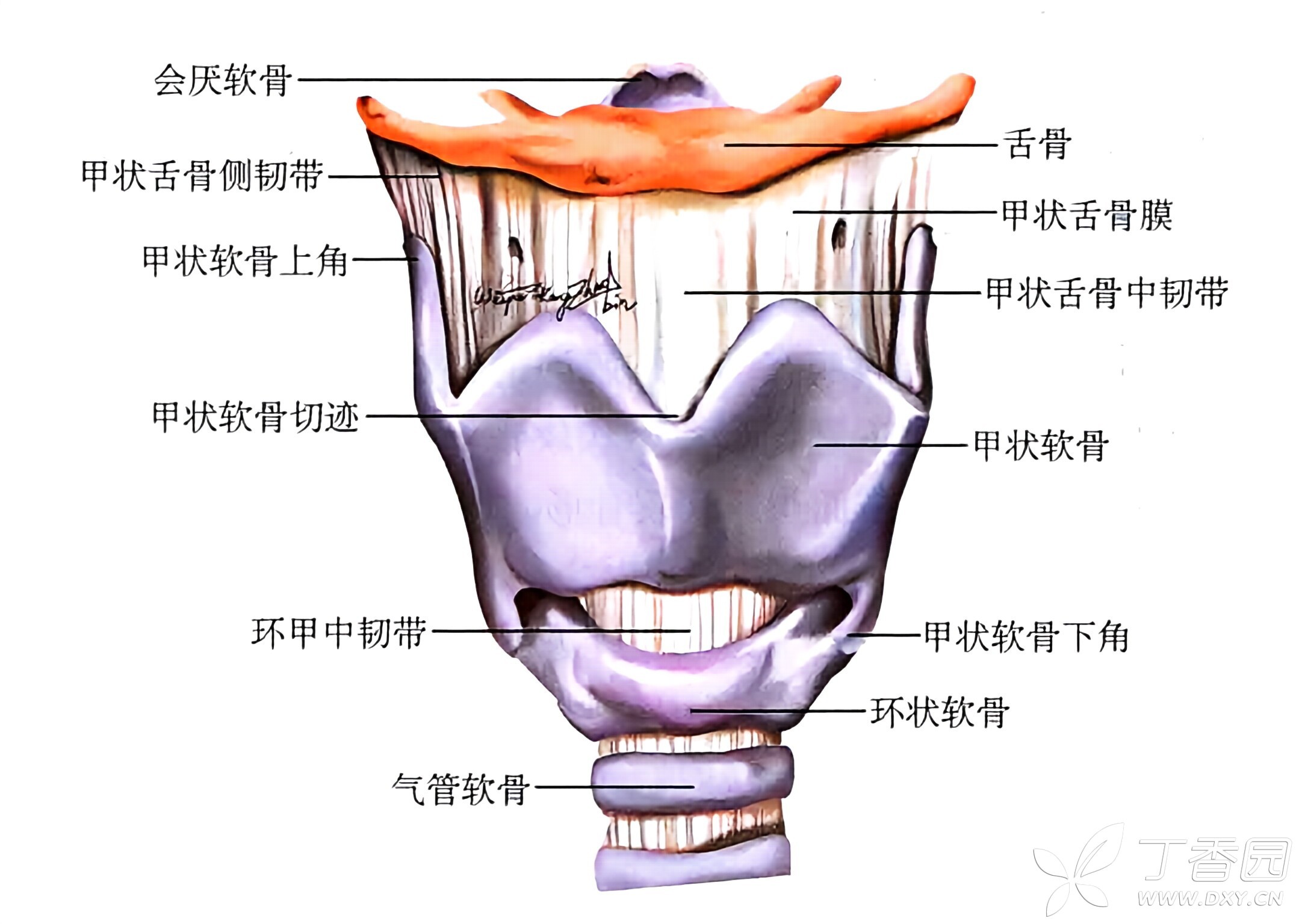 图片预览