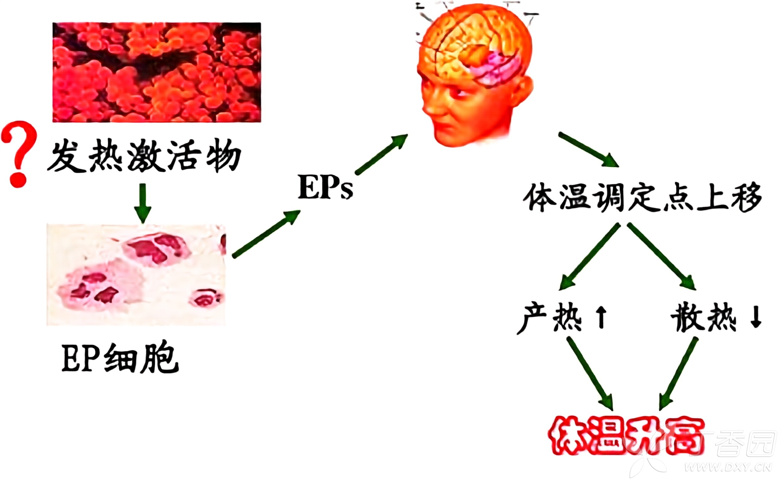 图片预览