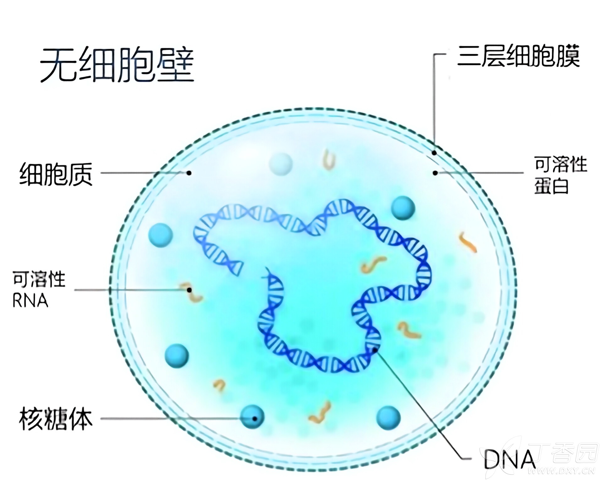 图片预览
