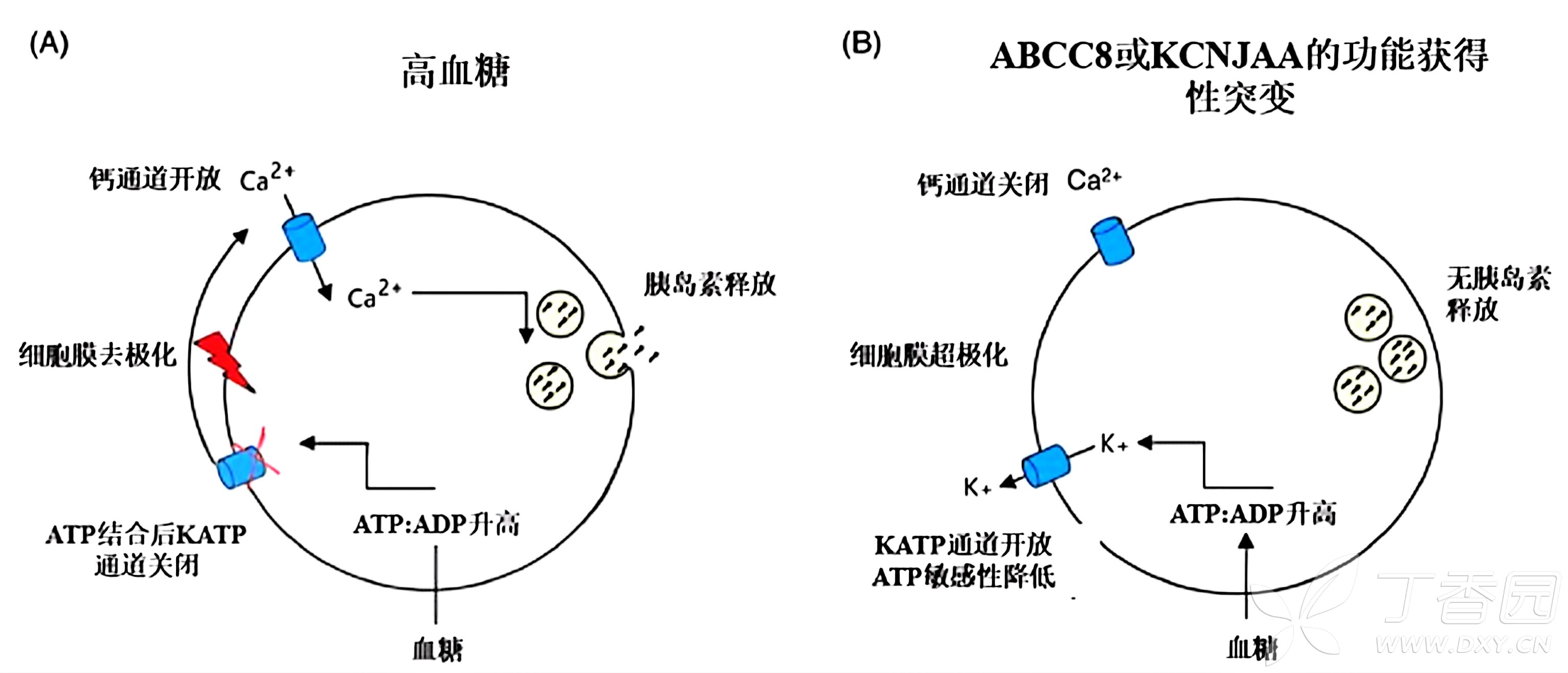 图片预览