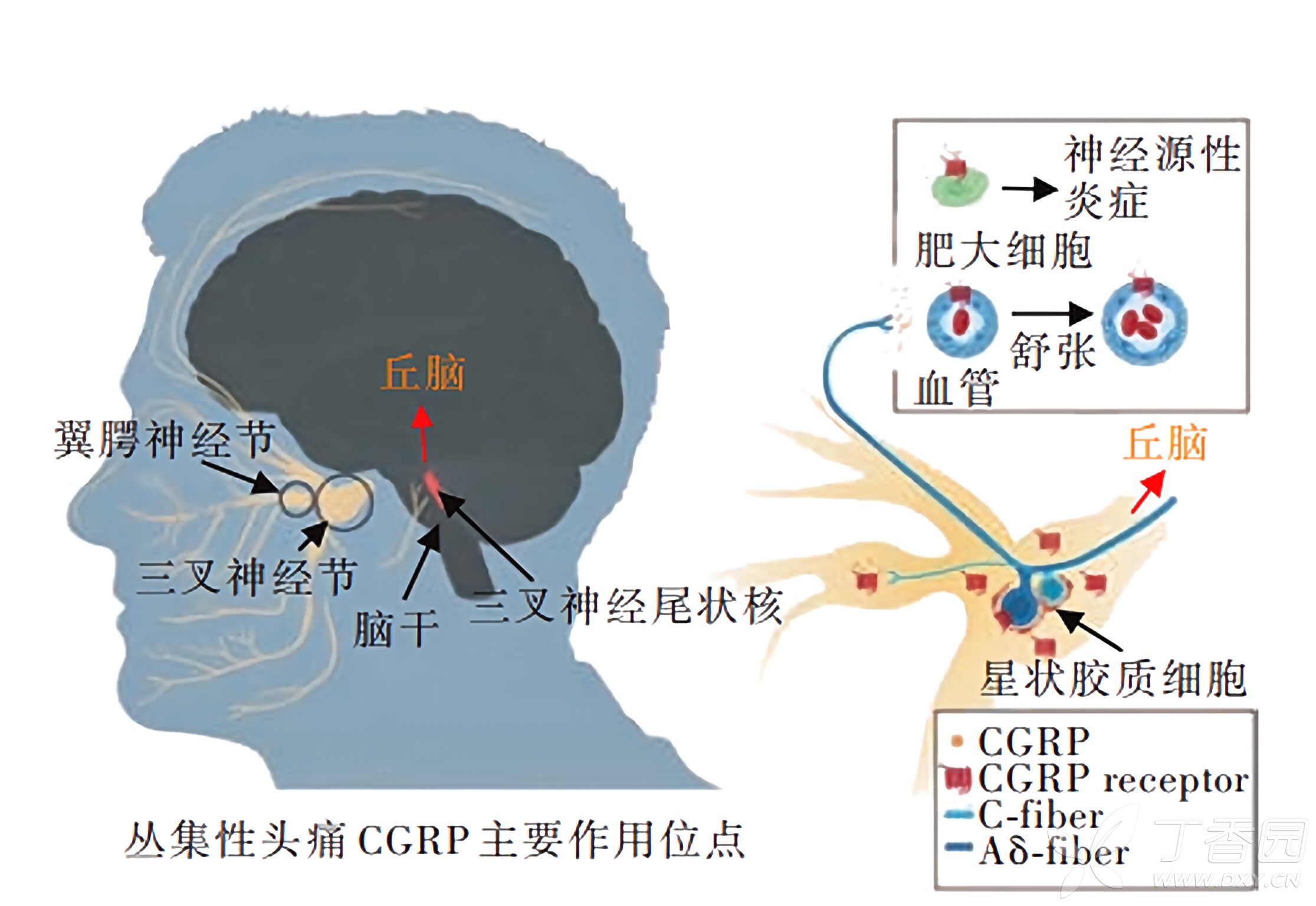 图片预览