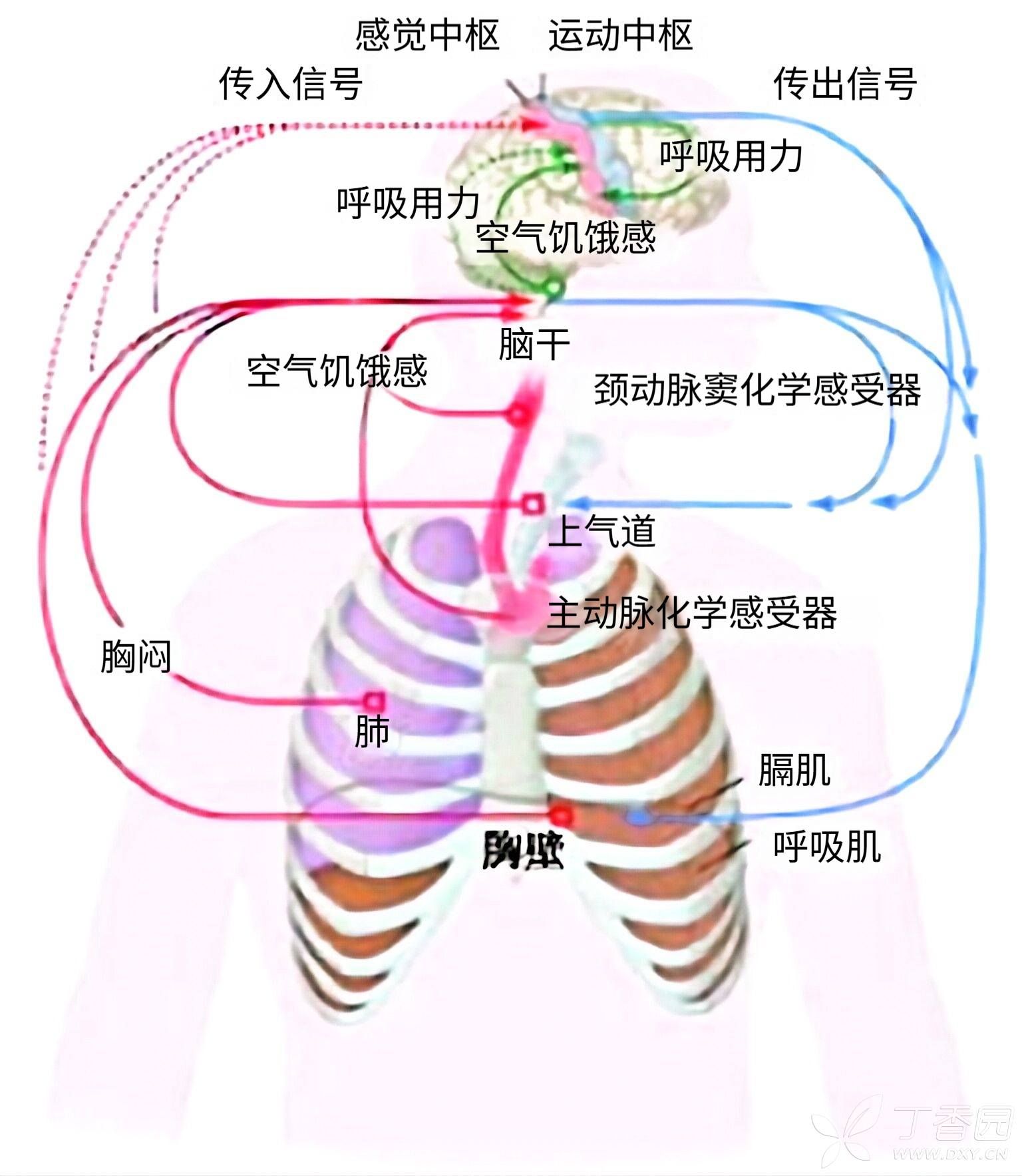 呼吸困难（儿童）
