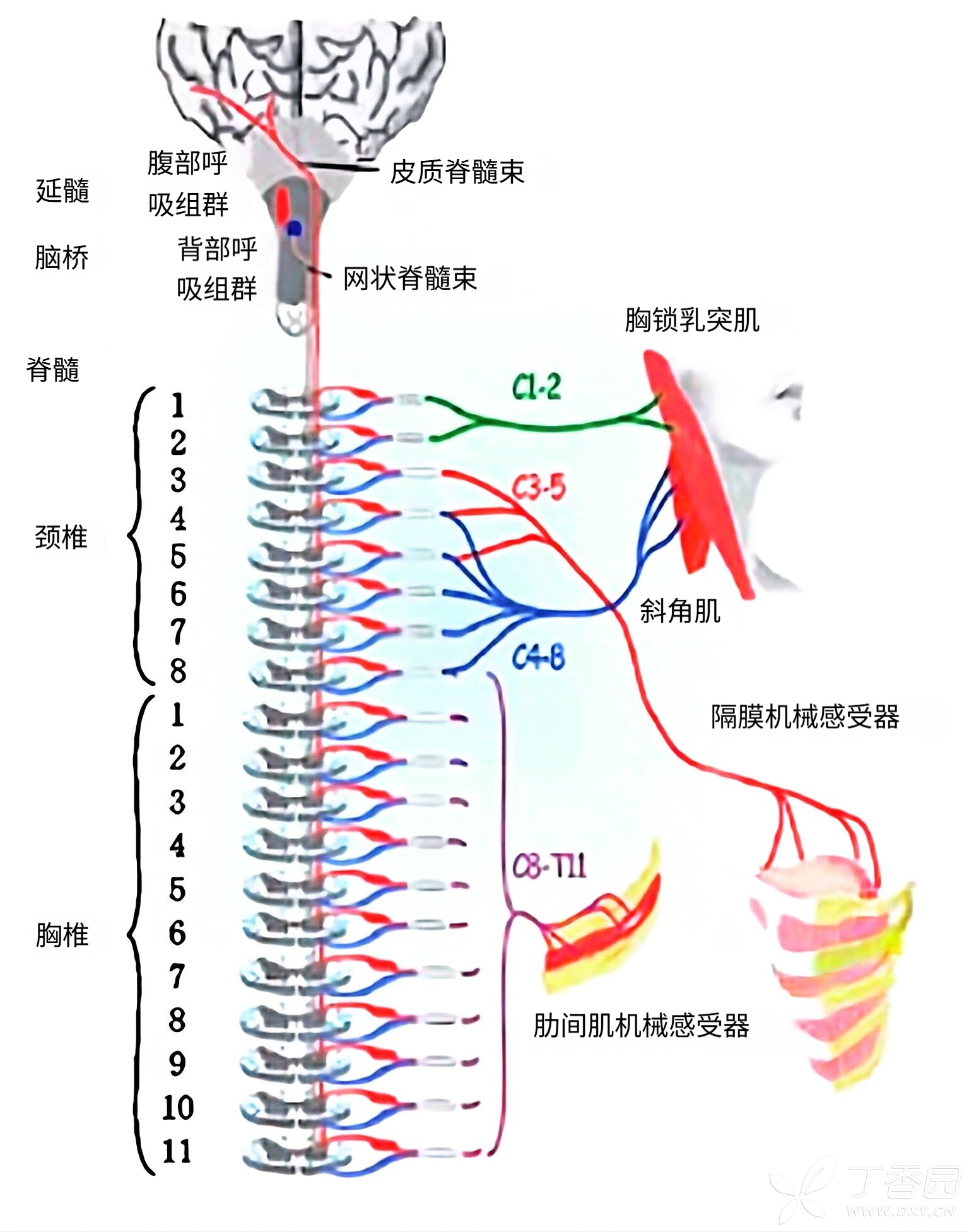 图片预览