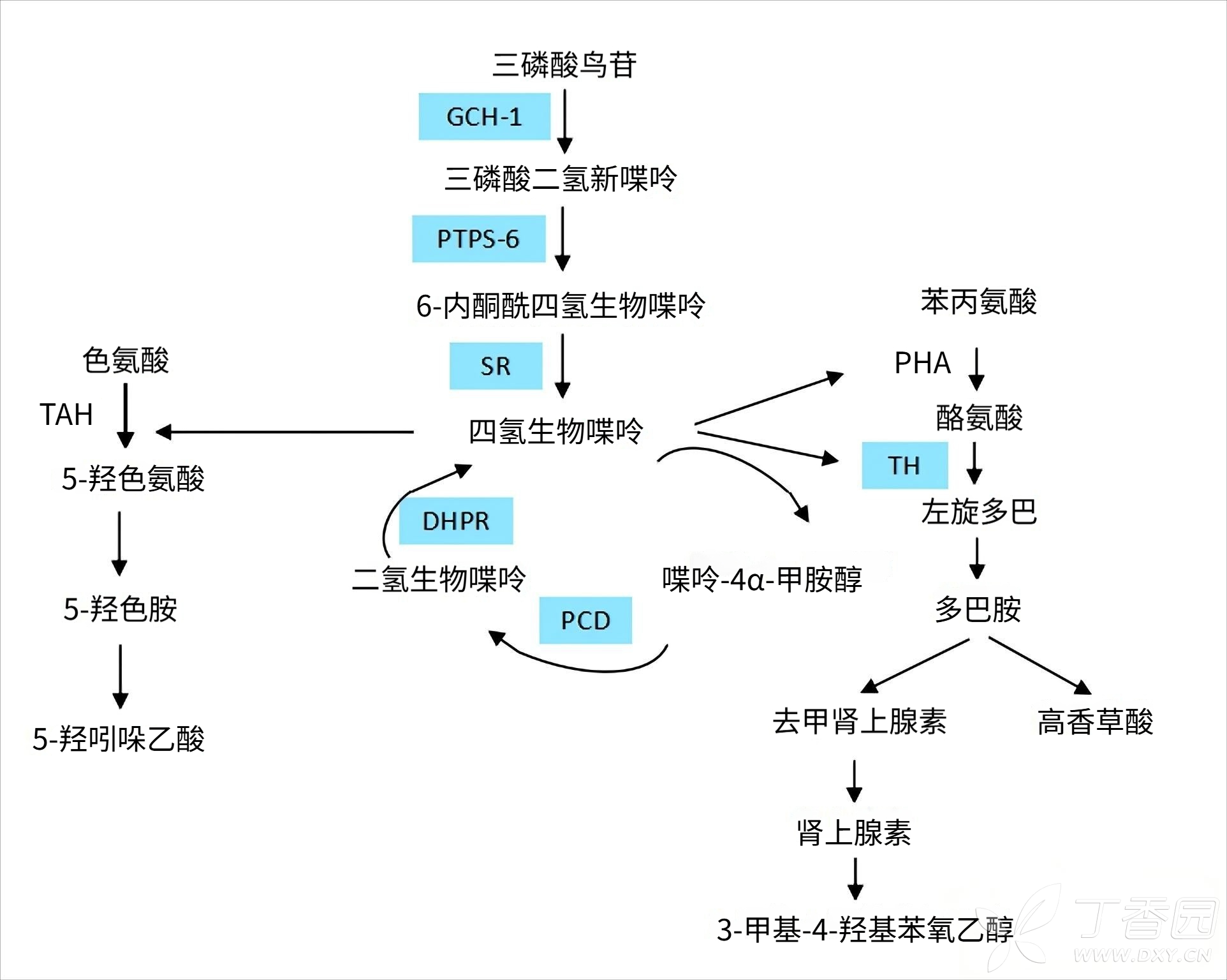 TH基因相关多巴反应性肌张力障碍