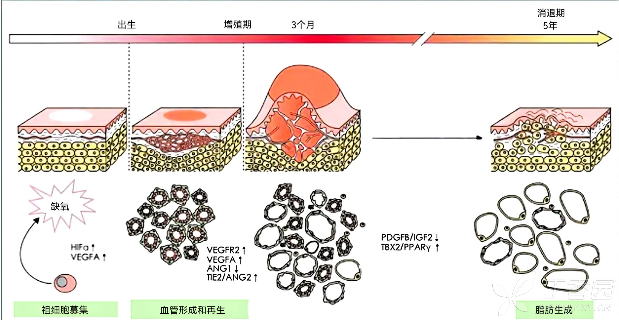 图片预览