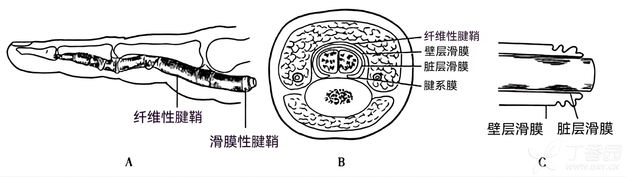 图片预览
