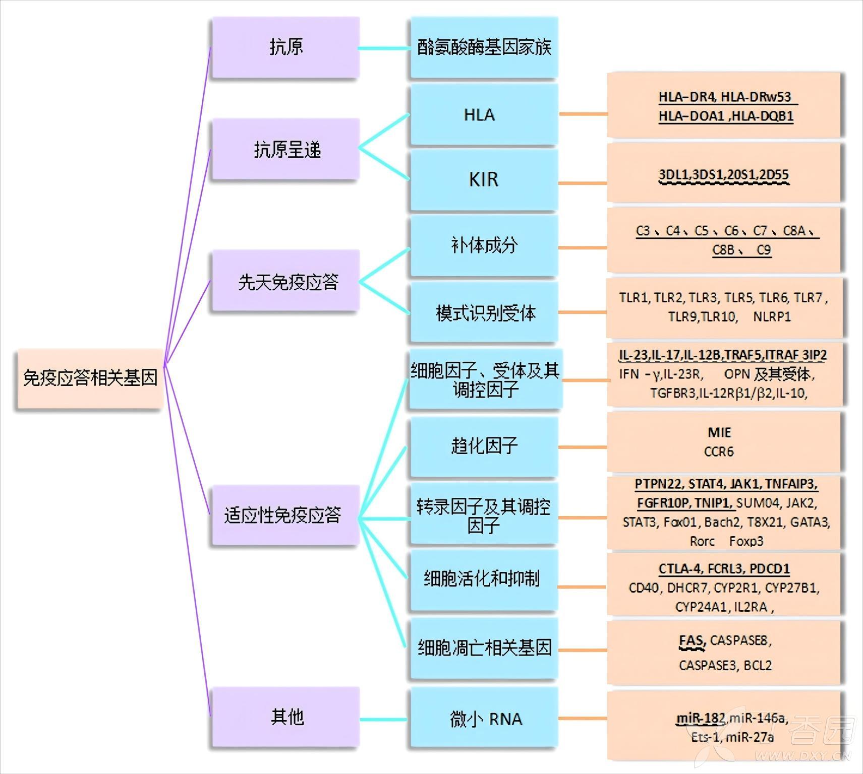 图片预览