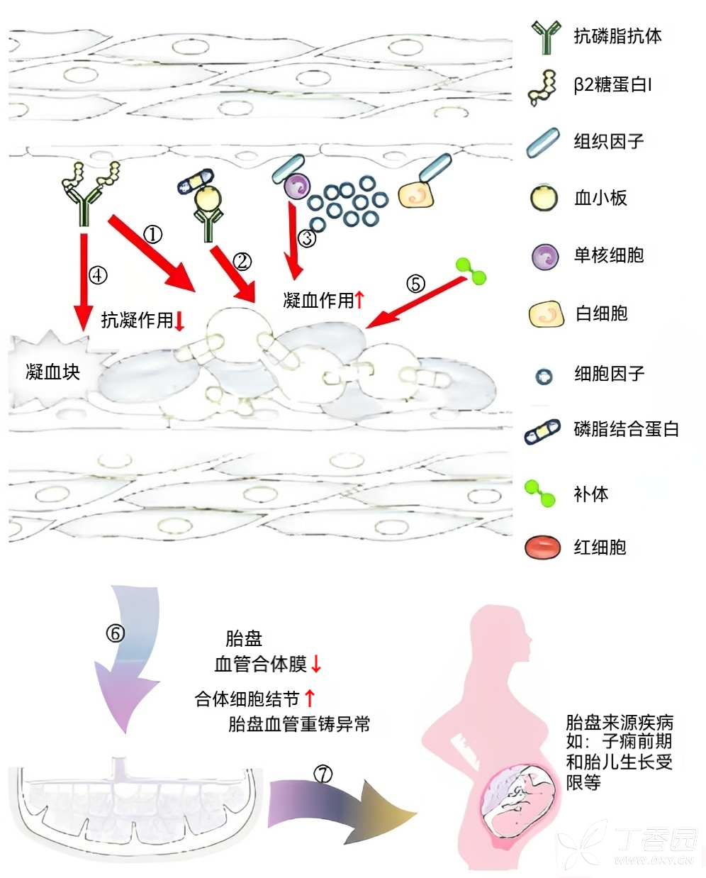 图片预览