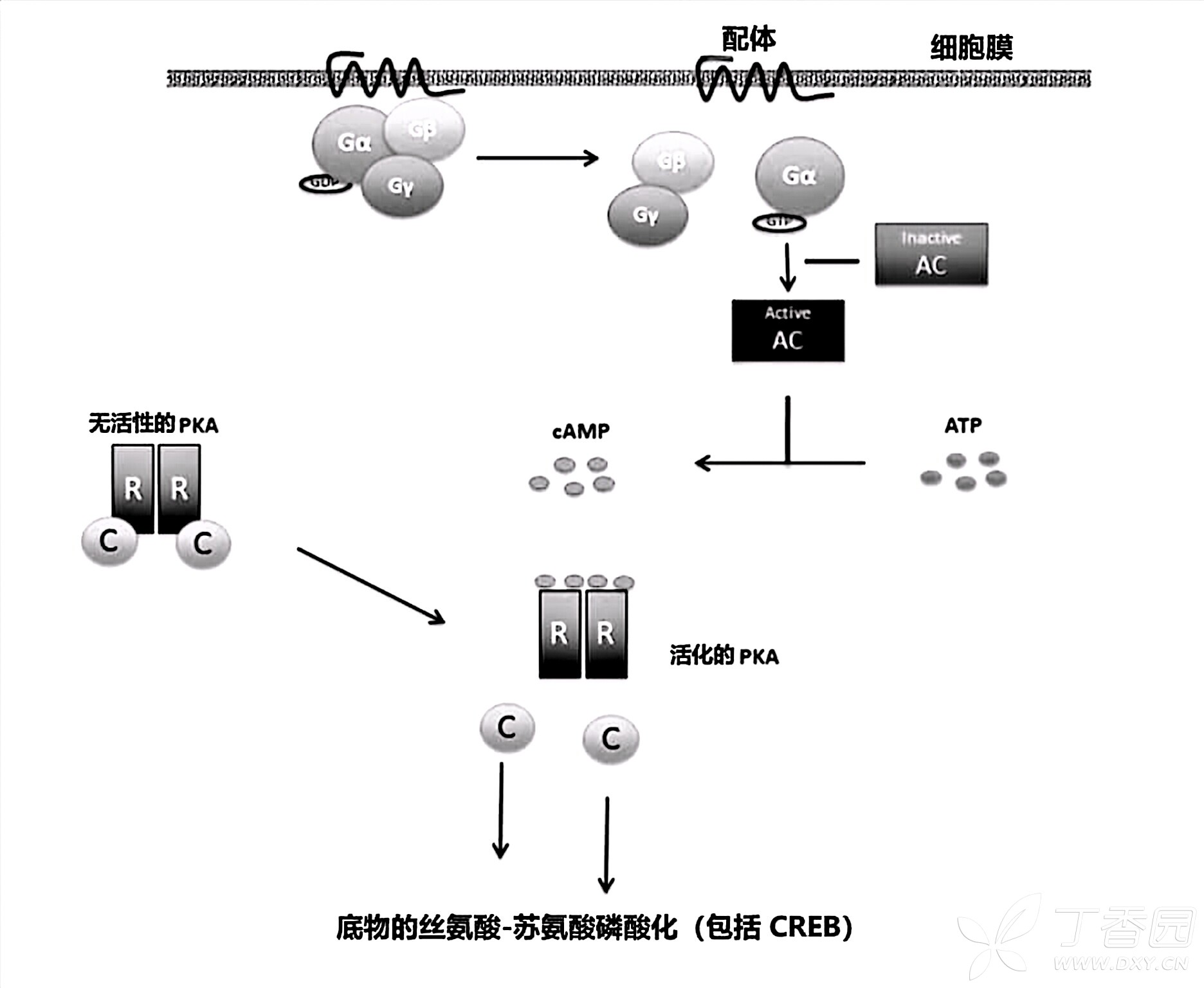 图片预览
