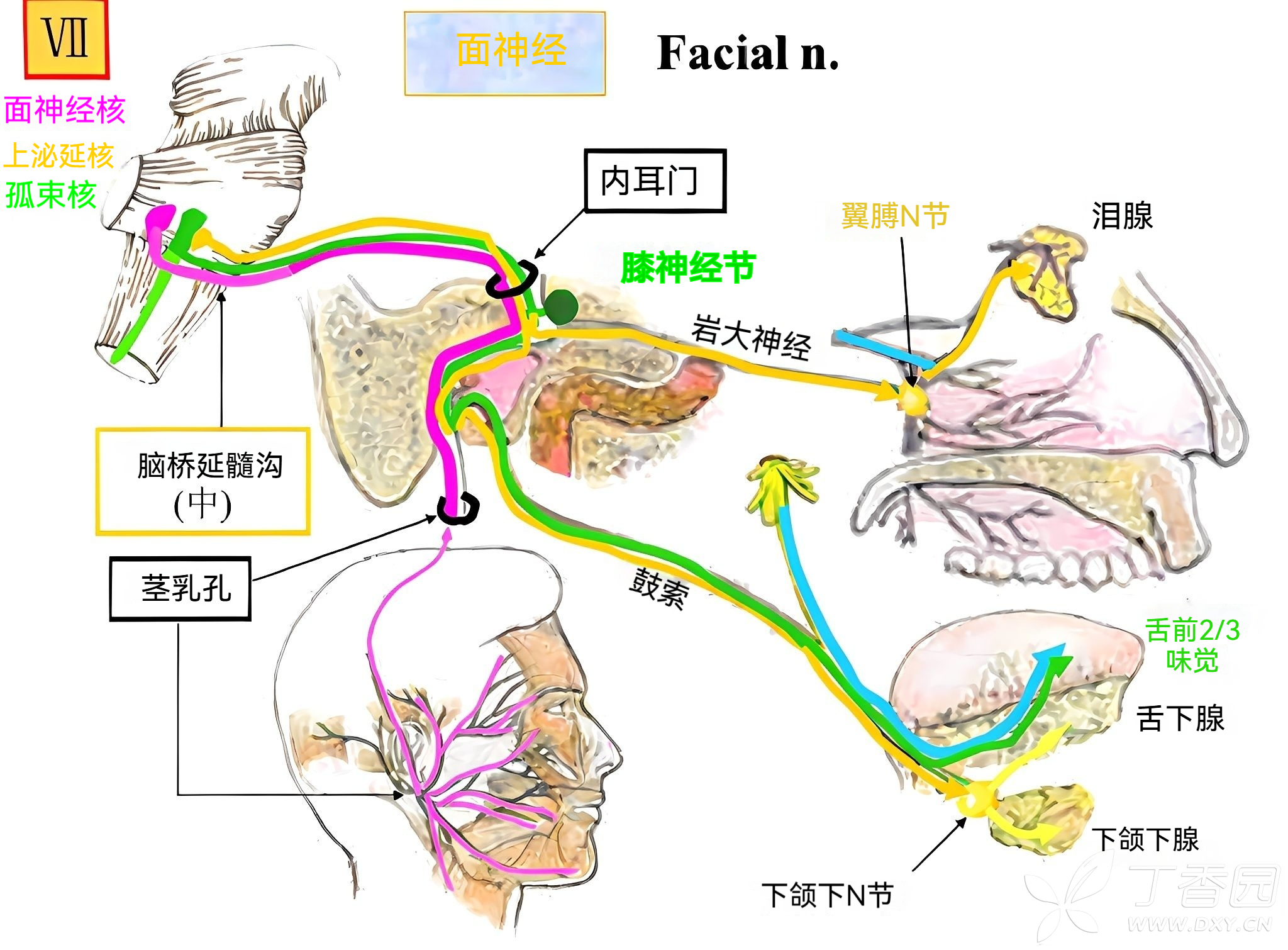 周围性面神经麻痹